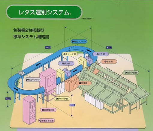 レタス選別システム